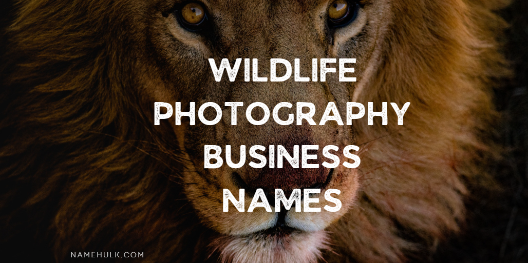 700-unique-wildlife-photography-business-names-ideas