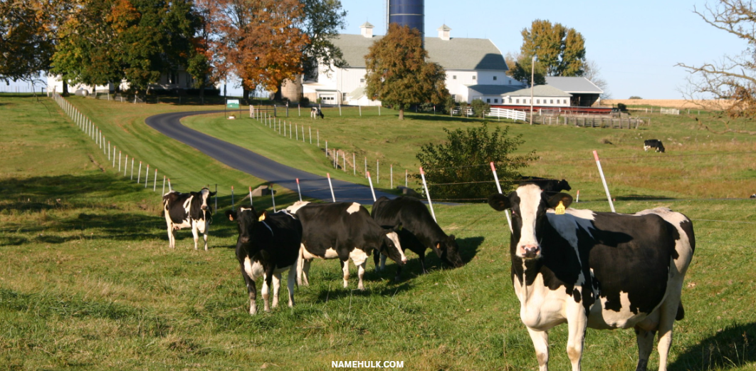 800-unique-dairy-farm-names-ideas